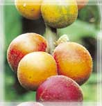 Naranjilas