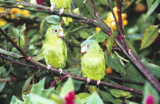 Ecuador Vögel