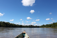 Fluss Urwald Ecuador